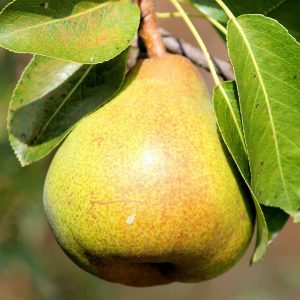 Pineapple Pear