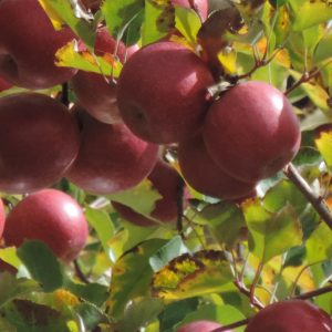 Pink Lady Apple