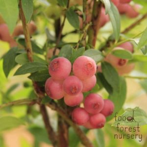Pink Lemonade Blueberry