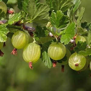 Pixwell Gooseberry