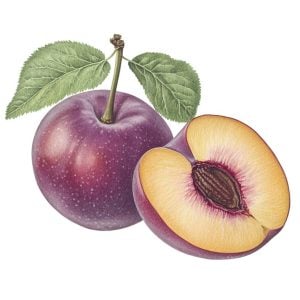 Au Rosa Plum