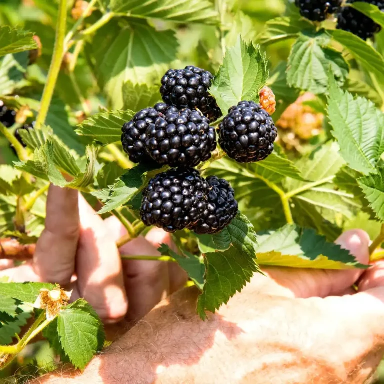 Ponca Blackberry