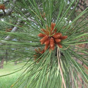 Ponderosa Pine