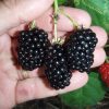 Prime-Ark-Freedom-Thornless-Blackberry-1.jpg Prime Ark Freedom Blackberry