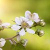 Prime-Arl-Freedom-Blackberry-Flower-1.jpg Prime Ark Freedom Blackberry