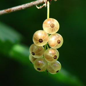Primus White Currant