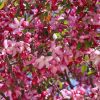 Profusion-Crabapple-1.jpg Profusion Crabapple