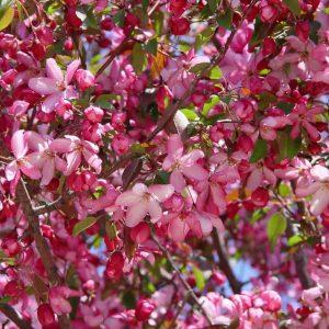 Profusion Crabapple