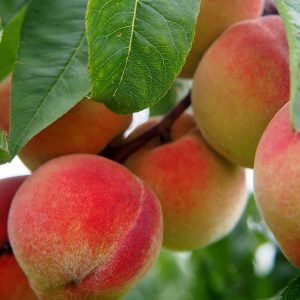 Red Baron Peach
