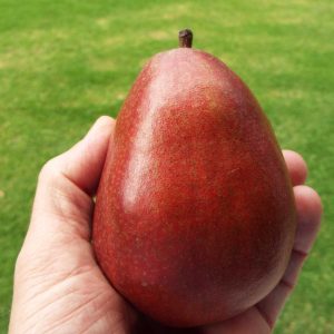 Red D'Anjou Pear