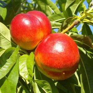 Red Gold Nectarine