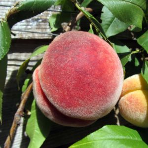 Red Haven Peach