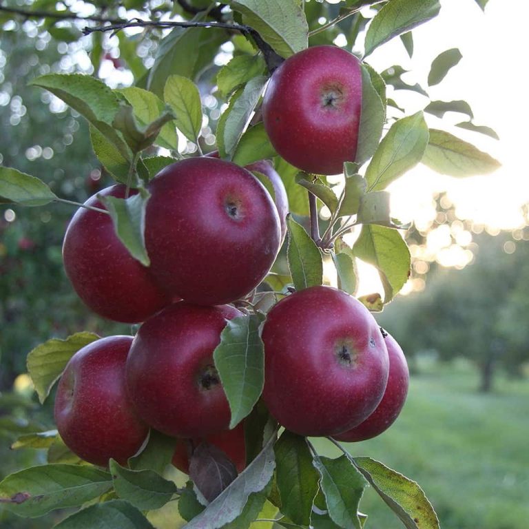 Red June Apple Tree For Sale 4 5ft Bareroot