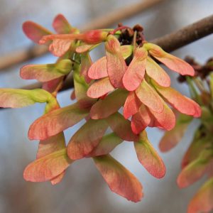 Red Maple
