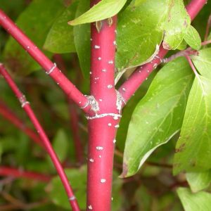 Red Osier Dogwood