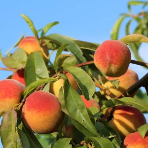 Redskin Peach