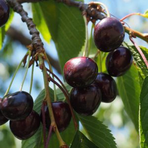 Regina Cherry