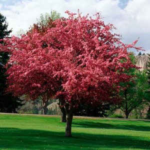 Robinson Crabapple
