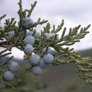 Rocky Mountain Juniper