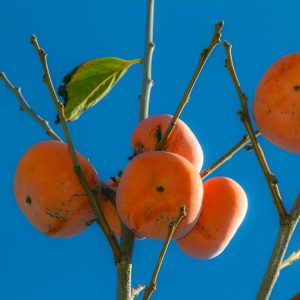 Rosseyanka Persimmon