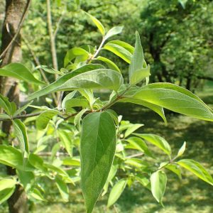 Roughleaf Dogwood