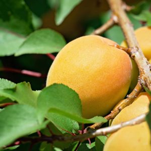 Royal Apricot