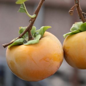 Saijo Persimmon