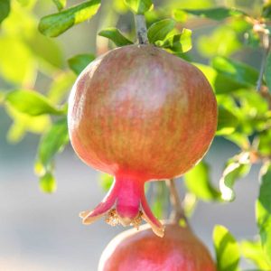 Salavatski Pomegranate
