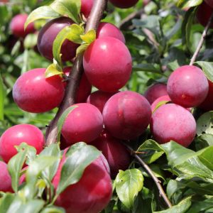 Scarlet Beauty Plum