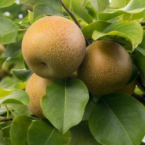 Shinko Asian Pear