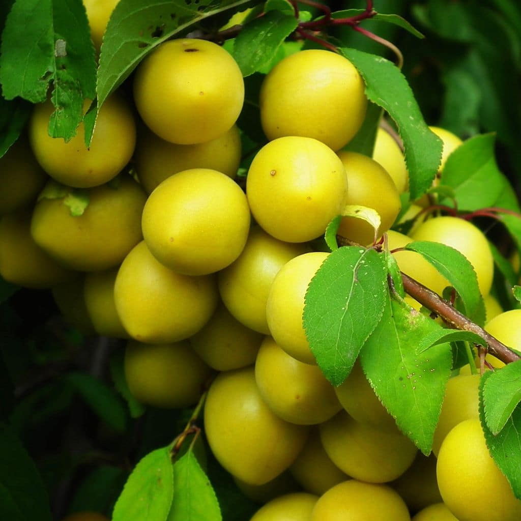 Shiro Plum Tree For Sale 45ft Bareroot Organic Grafted