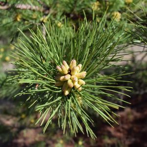 Shortleaf Pine