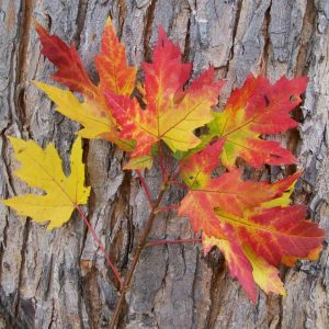 Silver Maple