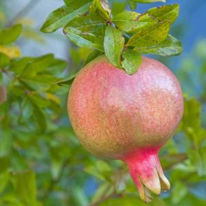 Sirenevyi Pomegranate