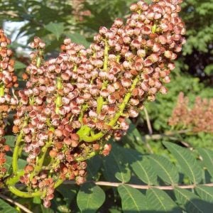 Smooth Sumac