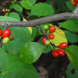 Spicebush
