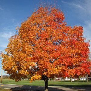 Sugar Maple
