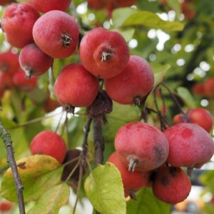 Sugar Tyme Crabapple