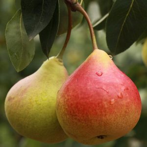 Summercrisp Pear