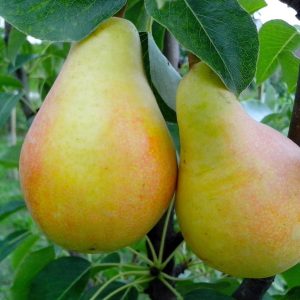 Sunrise Pear