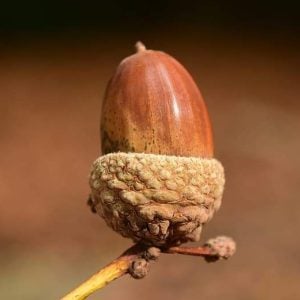Swamp Chestnut Oak