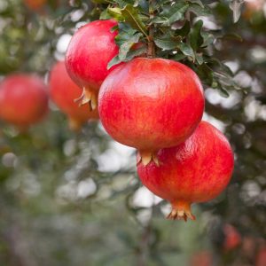 Sweet Pomegranate