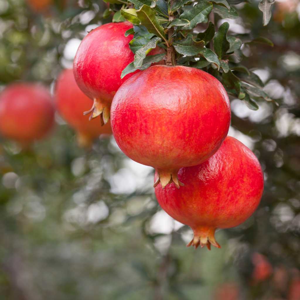 Pomegranate trees food forest nursery