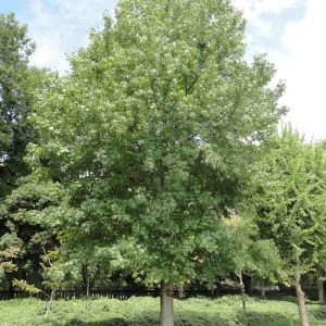 Sweetgum