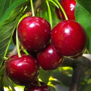 Sweetheart Cherry