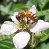 Sweetie-Pie-Blackberry-Flower-1.jpg Sweetie Pie Blackberry