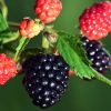 Sweetie-Pie-Thornless-Blackberry-1.jpg Sweetie Pie Blackberry