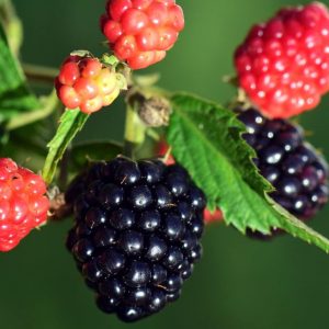 Sweetie-Pie-Thornless-Blackberry-1.jpg Sweetie Pie Blackberry