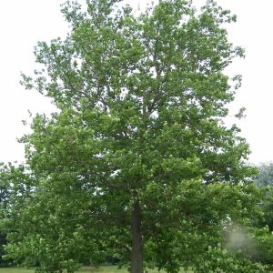Sycamore