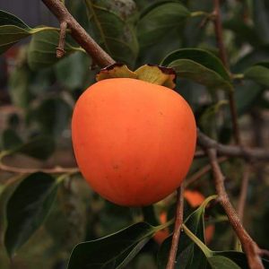 Tanenashi Persimmon